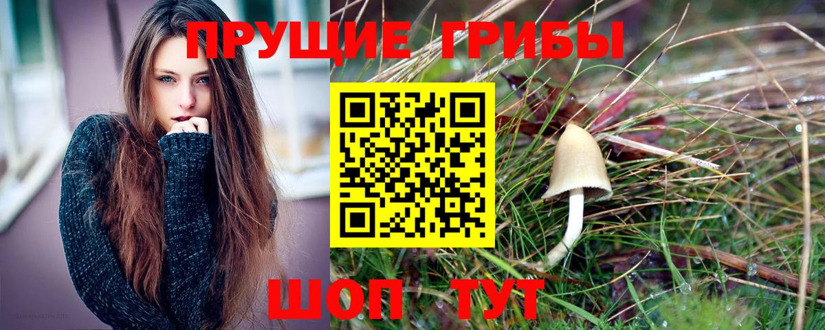 Галлюциногенные грибы Psilocybe Когалым